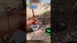 Птица чуть не лишилась гнезда и птенцов, но мужчина её спас