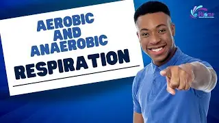 Aerobic and Anaerobic Respiration