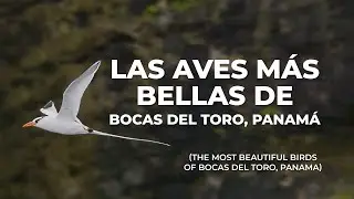 Las aves más bellas de Bocas del Toro Panamá