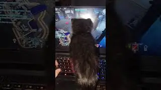My kitty loves vrising? 