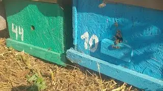 Немного роёв в конце сезона.