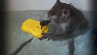 обезьянки купаются)