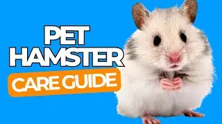PET HAMSTER CARE 101 - Happy Pet Hamster Guide for Beginners