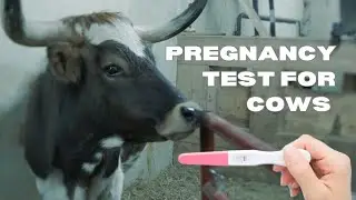 Pregnancy Checking Cows