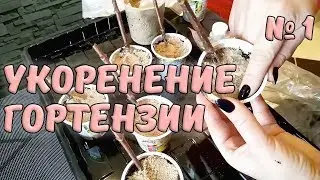 Укоренение черенков метельчатой гортензии. Часть 1