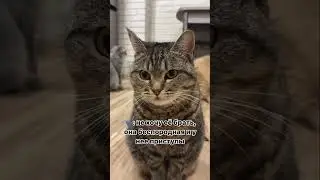 Читайте историю милой Моси в комментариях🙏🏻У нее начались приступы, а оказалось, что это опухоль💔