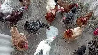 🐓Глистогоню кур.🐓