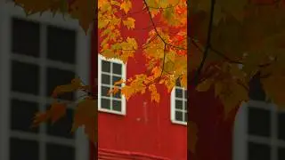 📍 Vermont Fall Foliage! 🍁🤎🍂 #vermont #fallseason #fallfoliage #autumn #fall #stowe  #nature