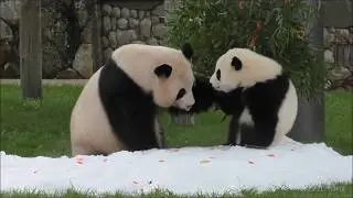 Cute pandas playing adorable pandas compilation