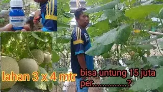 belajar cara menanam buah melon hidroponik