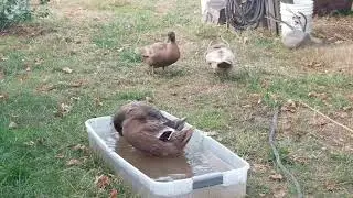 The 55-day-old ducklings are blending in