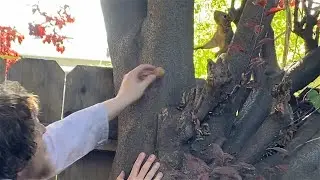 Feeding the Squirrels From My Hand For the First Time (Live)