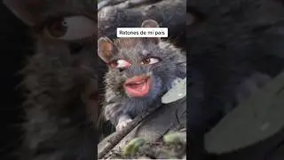 Ratones de mi país buscando comida🤣 
