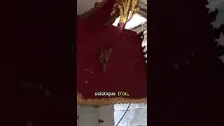 Oups