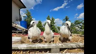 🔴LIVE🔴 Брестский аист, Большое гнездо