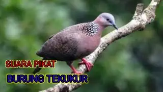 🔴SUARA PIKAT BURUNG TEKUKUR