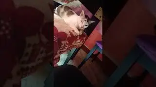 meow meow 🐱🐱#trendingshorts #shortvideo #funny @myhappylife5128