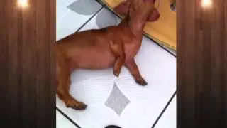 Melzinha com saudade da mamãe.