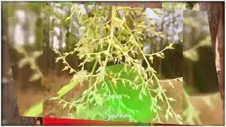 Baha bonga🥰New _santali status video 2023 🍁🍂 Santali_ whatsApp status video 💞🥀 ll