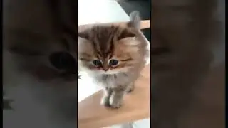 #БЛЯ