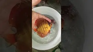 Отправка Дискусов в Уфу 