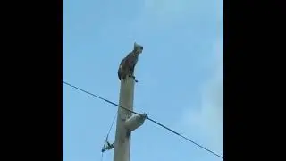 Bir rahat bırak aga ya..ilginç bir leopar kurtarma videosu..