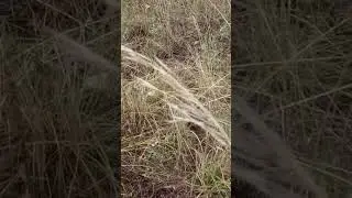 Ёжик оказался крысой...