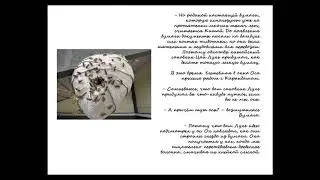 Осы хлопок и бумага