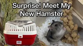 Meet My New Hamster! 🐹