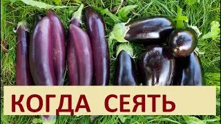 552. РАССЧИТАЕМ-КОГДА СЕЯТЬ ПЕРЦЫ И БАКЛАЖАНЫ