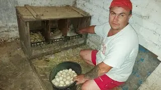Фазанам накопал червячков. Пошёл запах из гнезда.