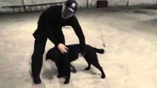 как научить собаку команда стоять