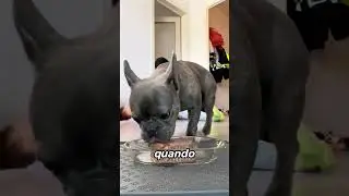 Why Do Dogs Ignore Fake Thieves?
