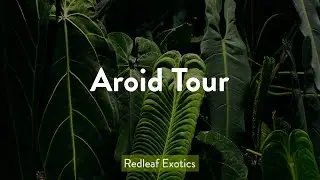 Aroid Tour!
