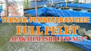 Ternak lele pembesaran|| full pelet