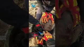 Baby Seal Saved From Entanglement 