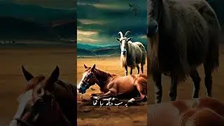 একটি অসুস্থ ঘোড়া ও তার মালিকের খুবই কষ্টের সত্য গল্প।  