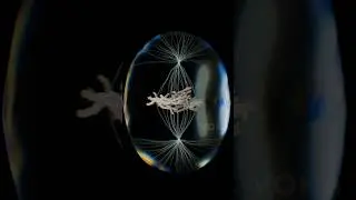 Mitosis: witness the process of cell division in 3D with VOKA 3D Anatomy & Pathology 