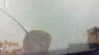 Ещё одно видео про москвариум