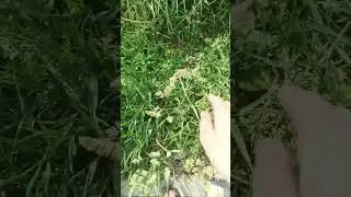 МОЙ ЦВЫЫЫТОЧЫЫЫК.