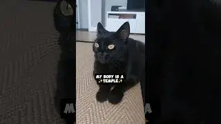 My body also demands chicken nuggets as a sacrifice!🍗🤣 #funnycats #funnyvideos #memes #funny #shorts