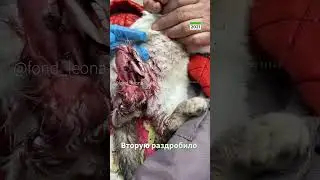 Привет от Василисы
