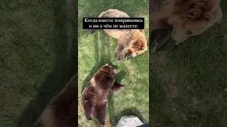 Когда вместе поправились