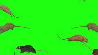 Green screen Tikus