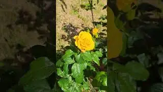 Желтые розы цветут в июле