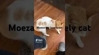 Moeza my lovely cat