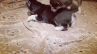 Хаски Липецк