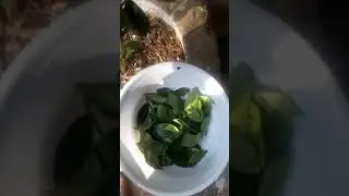 Chá de folha de laranjeira