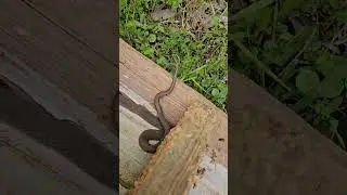 Snaking a line?  #skate #skateboarding #nature #life #kindness #fun