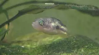 Zwergkugelfisch, Carinotetraodon travancoricus